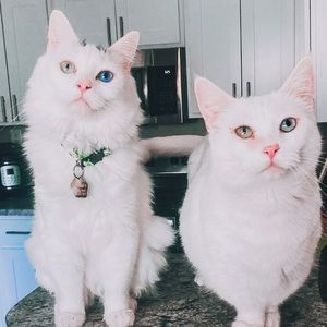 Meet your Posher, Shannon